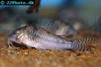 Corydoras aurofrenatus
